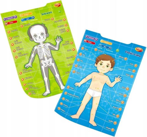 Dumel-Edukacyjne-Plakaty-Czlowiek-Anatomia-62395-Plec-Chlopcy-Dziewczynki.jpg
